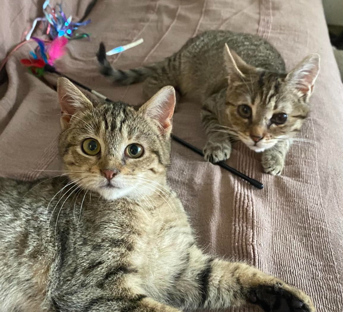 Adopter un duo de chats